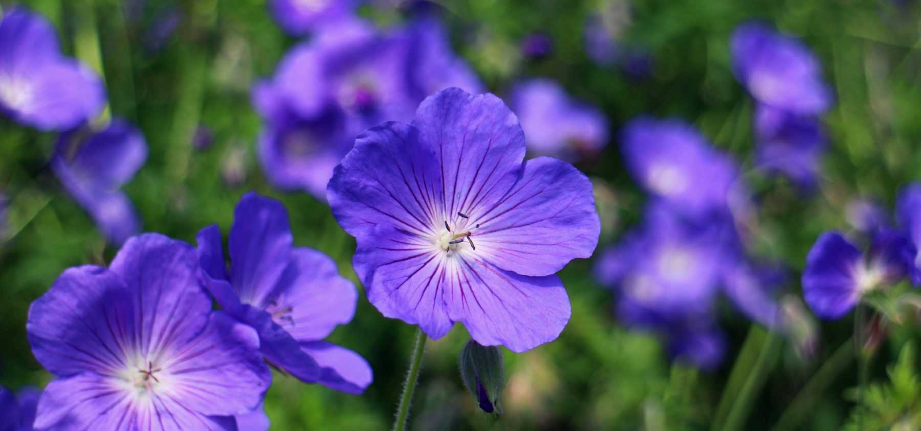 Hardy geraniums: how to choose them?