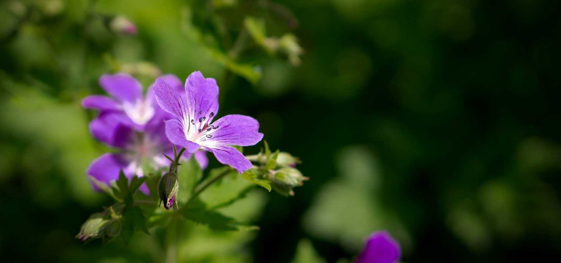 The best evergreen perennial geraniums