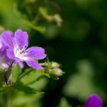 The best evergreen perennial geraniums