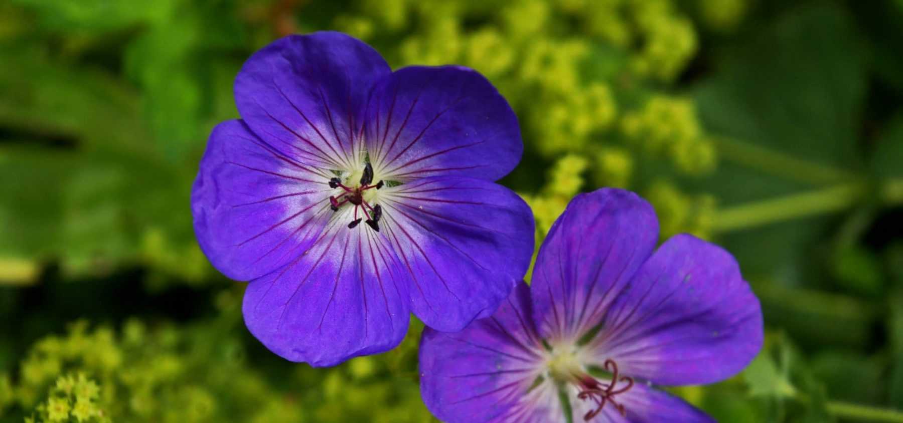 Perennial Geraniums: The Best Ground Cover Plants