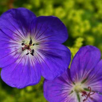 Perennial Geraniums: The Best Ground Cover Plants