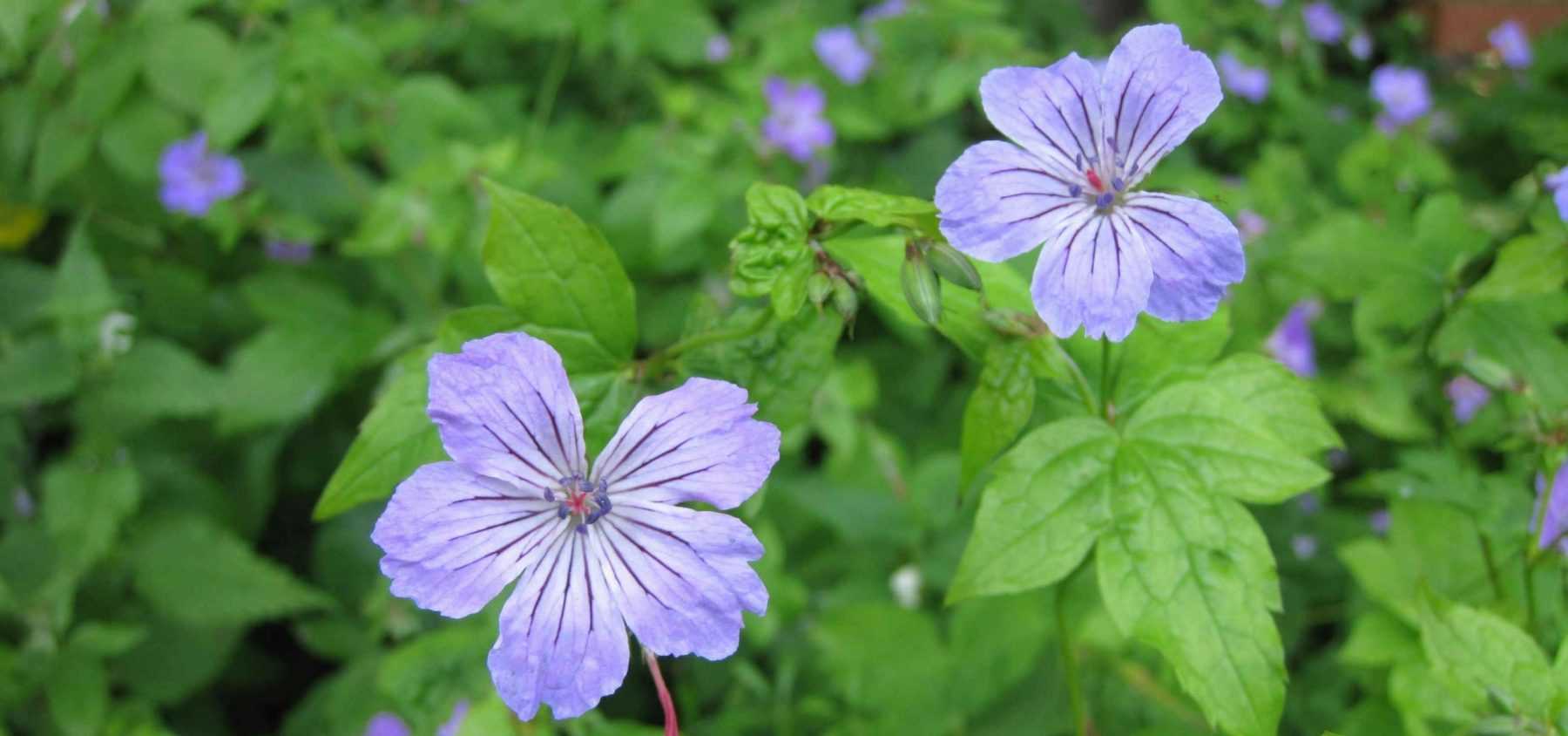The Best Perennial Geraniums for Shade