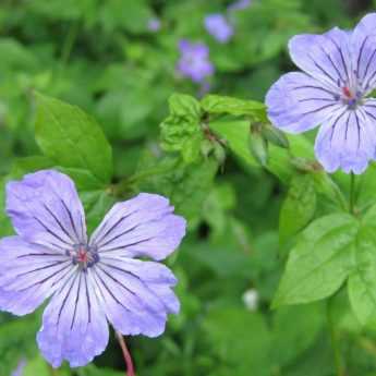 The Best Perennial Geraniums for Shade