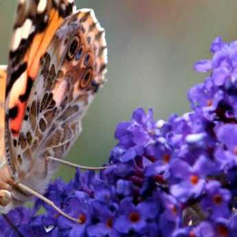 Which butterfly tree to choose?