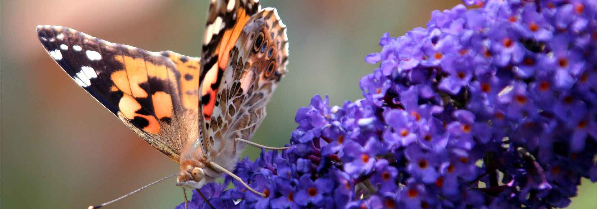 Which butterfly tree to choose?