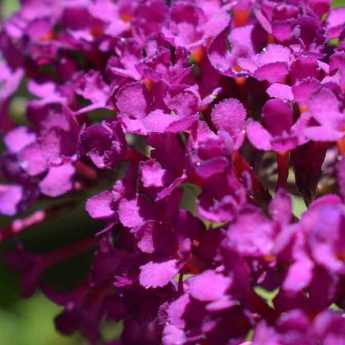 Butterfly tree: planting and care