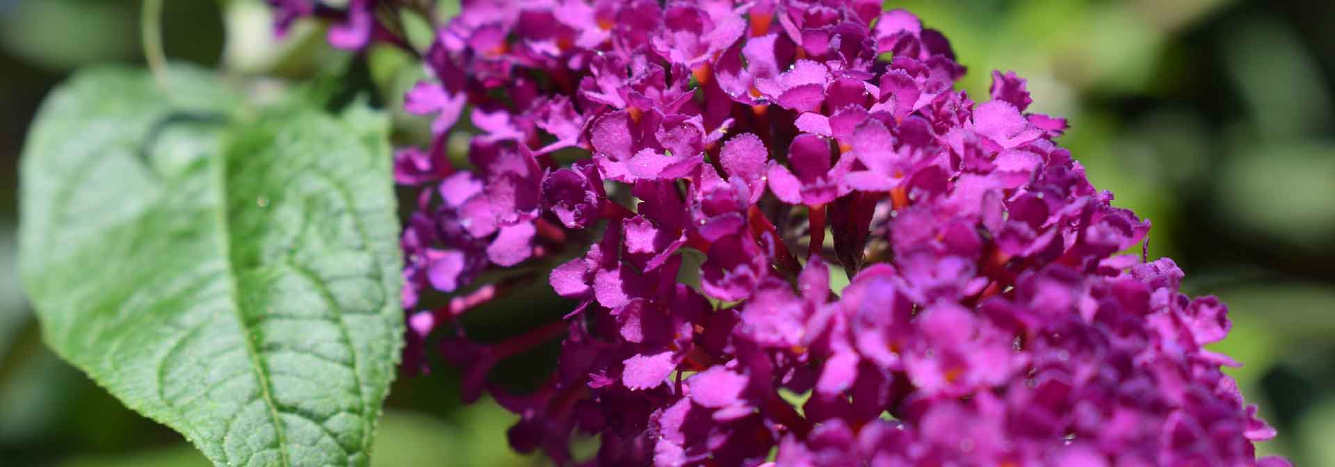 Butterfly tree: planting and care