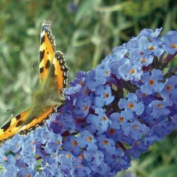 Butterfly bush, Buddleia: how to prune it well?