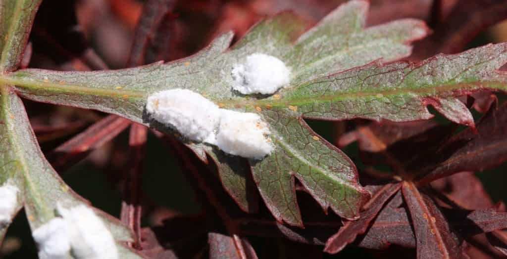 Mealybug: Identification and Treatment