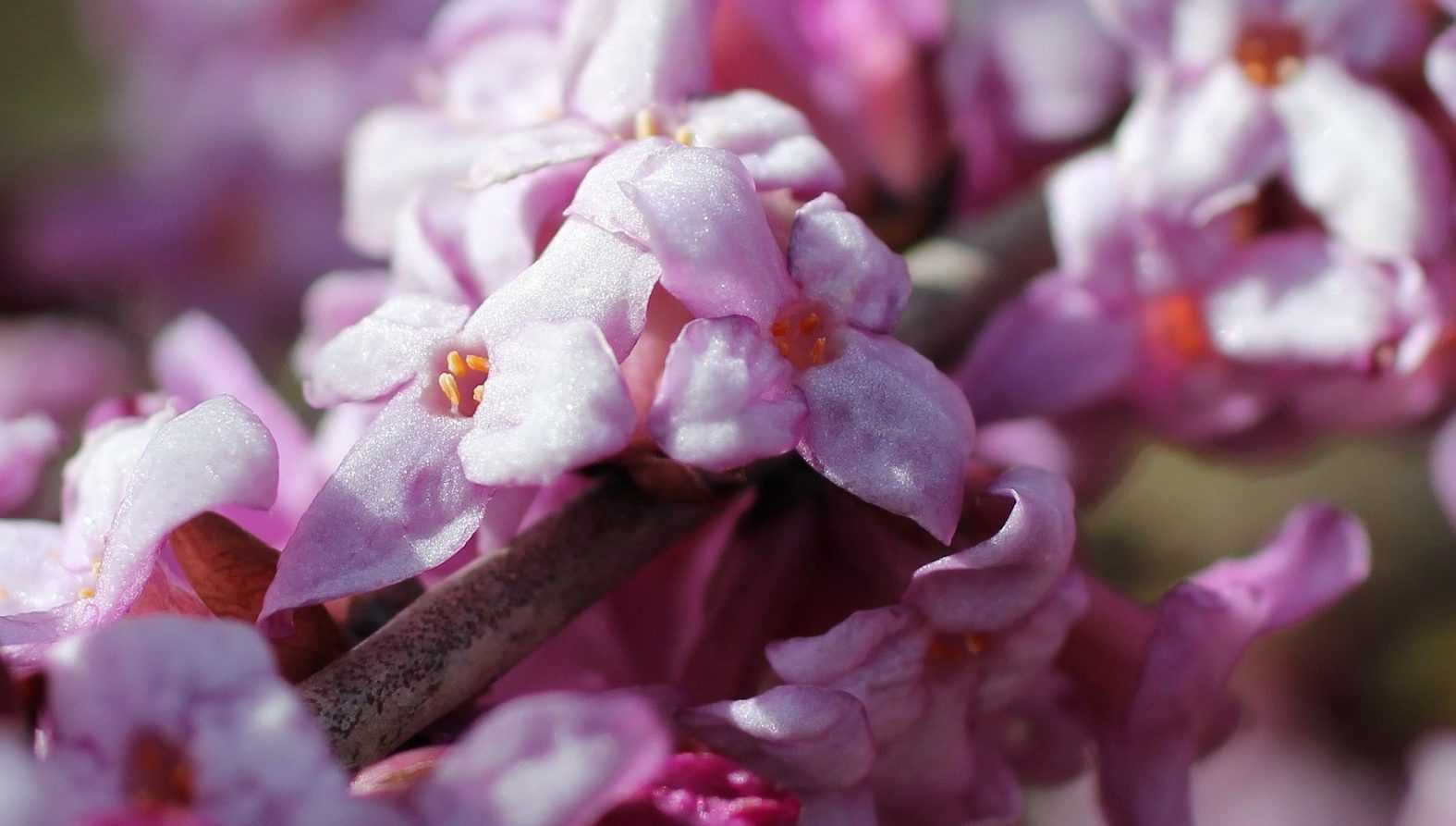 10 fragrant and scented plants