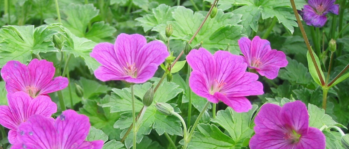 Geranium riversleaianum 'Russel's Prichard'