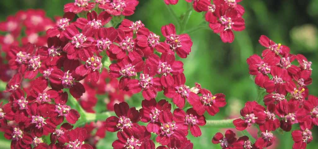 Yarrow: 7 Successful Planting Combinations