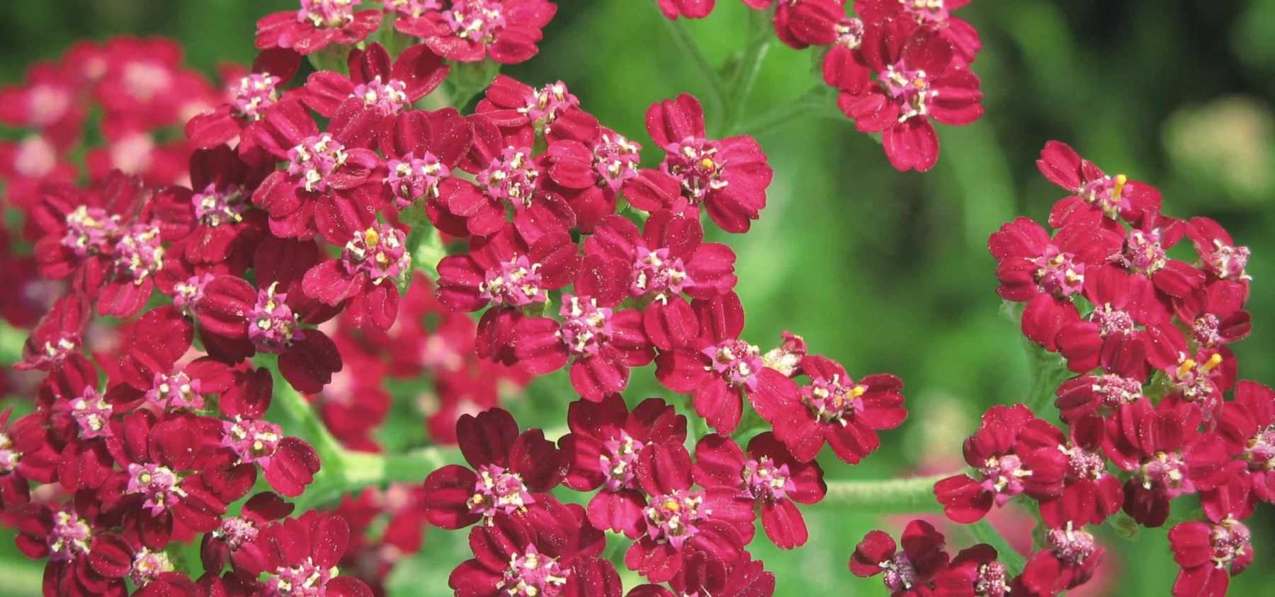 Yarrow: 7 Successful Planting Combinations