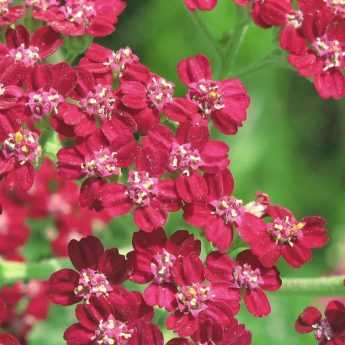 Yarrow: 7 Successful Planting Combinations