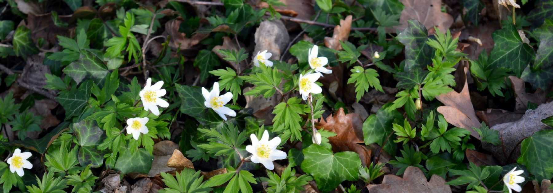 Wood Anemone: Planting Success Guide