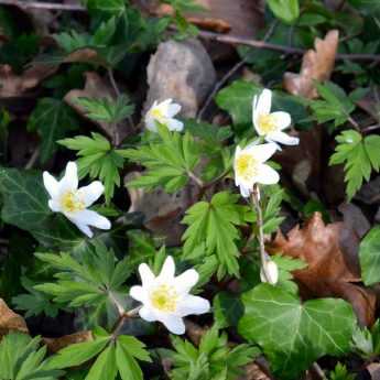 Wood Anemone: Planting Success Guide