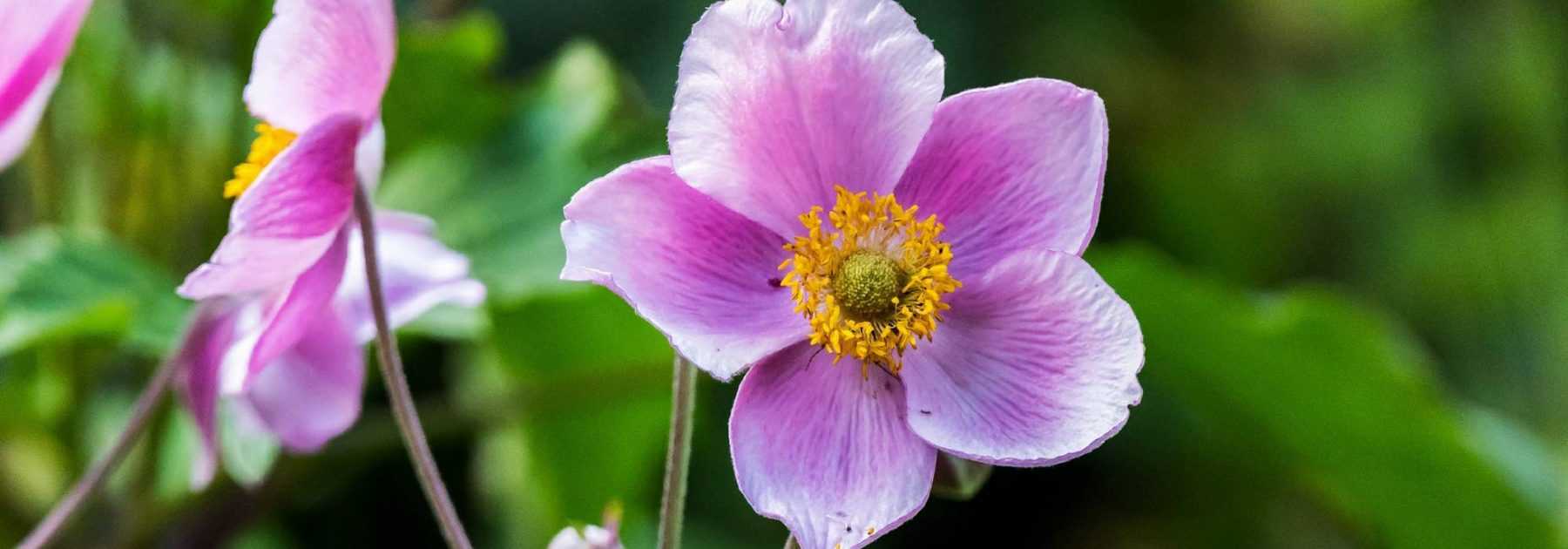 Japanese Anemones: 8 Successful Planting Combinations