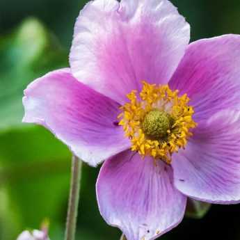 Japanese Anemones: 8 Successful Planting Combinations