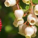 Strawberry tree, Arbutus: planting, pruning and maintaining
