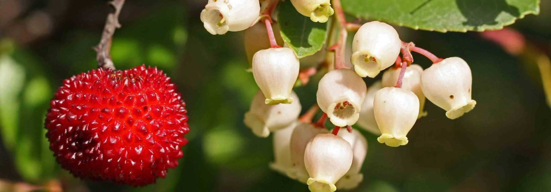 Strawberry tree, Arbutus: planting, pruning and maintaining