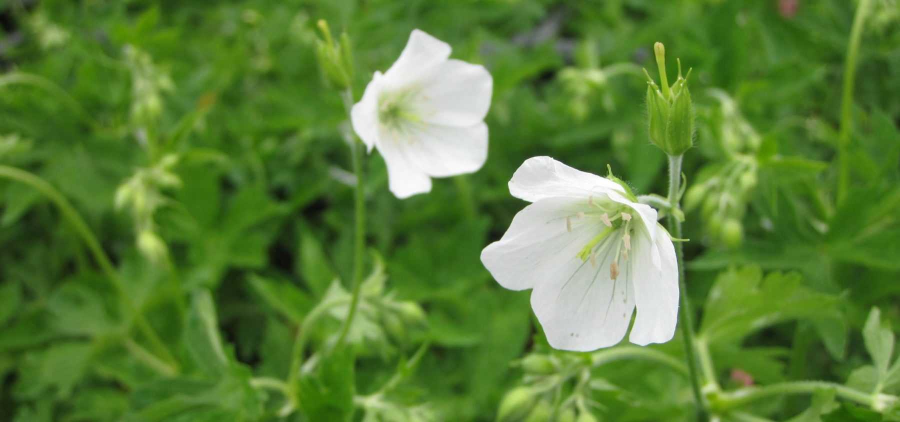 Perennial Geraniums: The Top 10 White Varieties