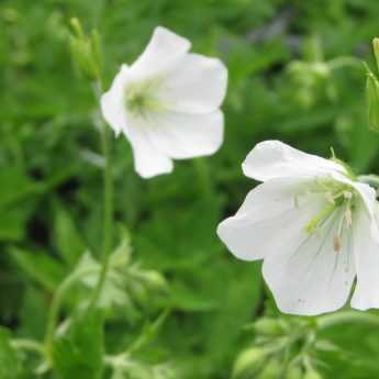 Perennial Geraniums: The Top 10 White Varieties