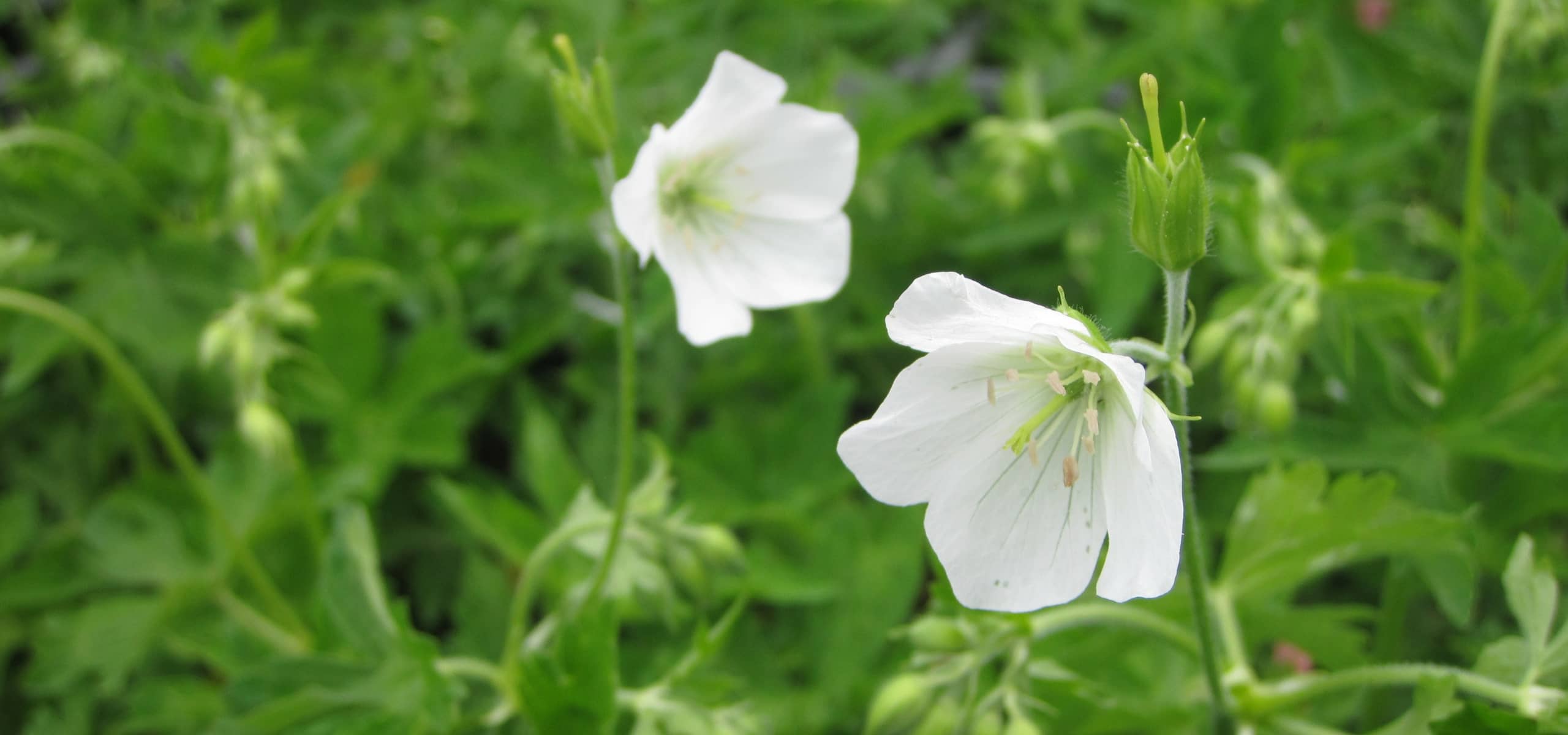 Perennial Geraniums: The Top 10 White Varieties