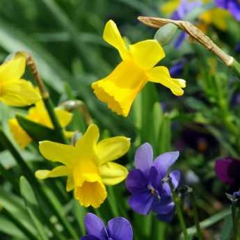 Narcissus or daffodil: 8 ideas for associations