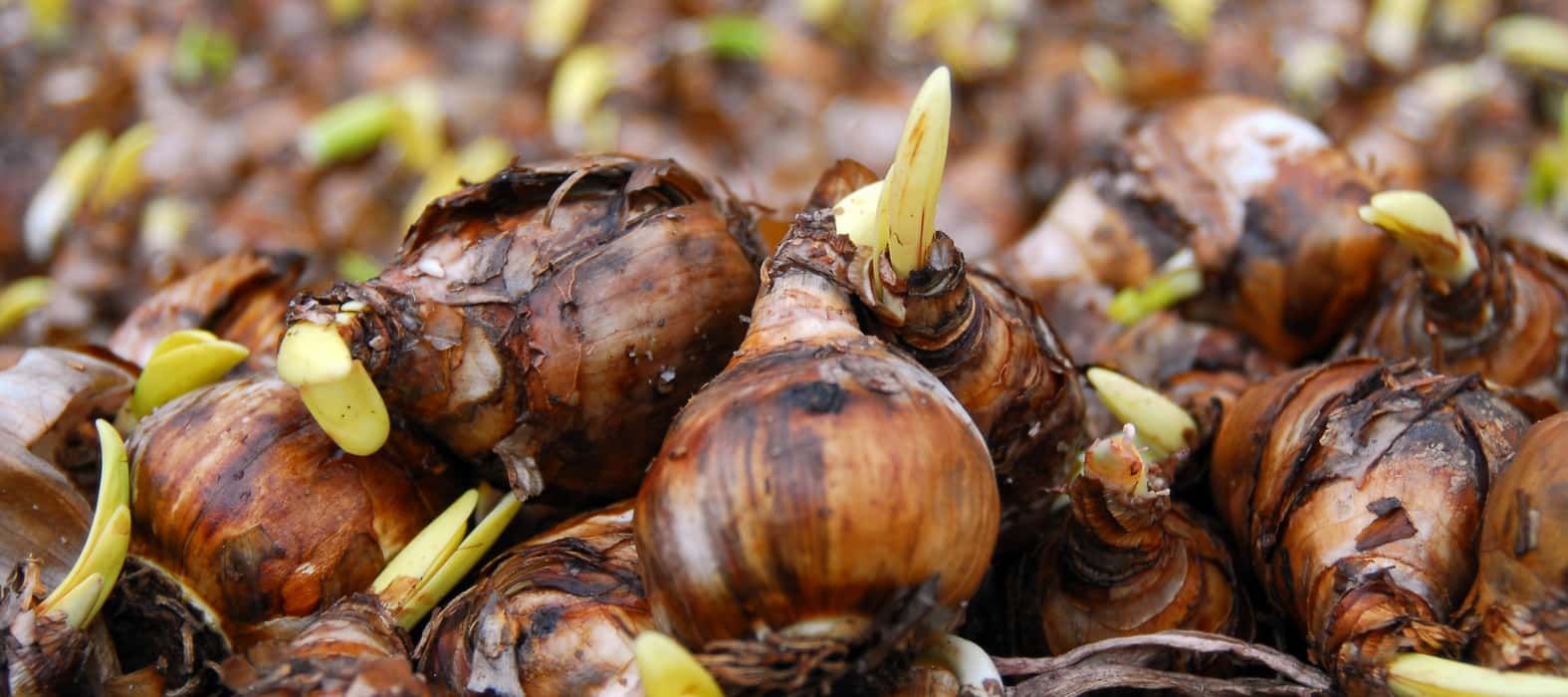 Daffodil bulbs (photo iBulb)