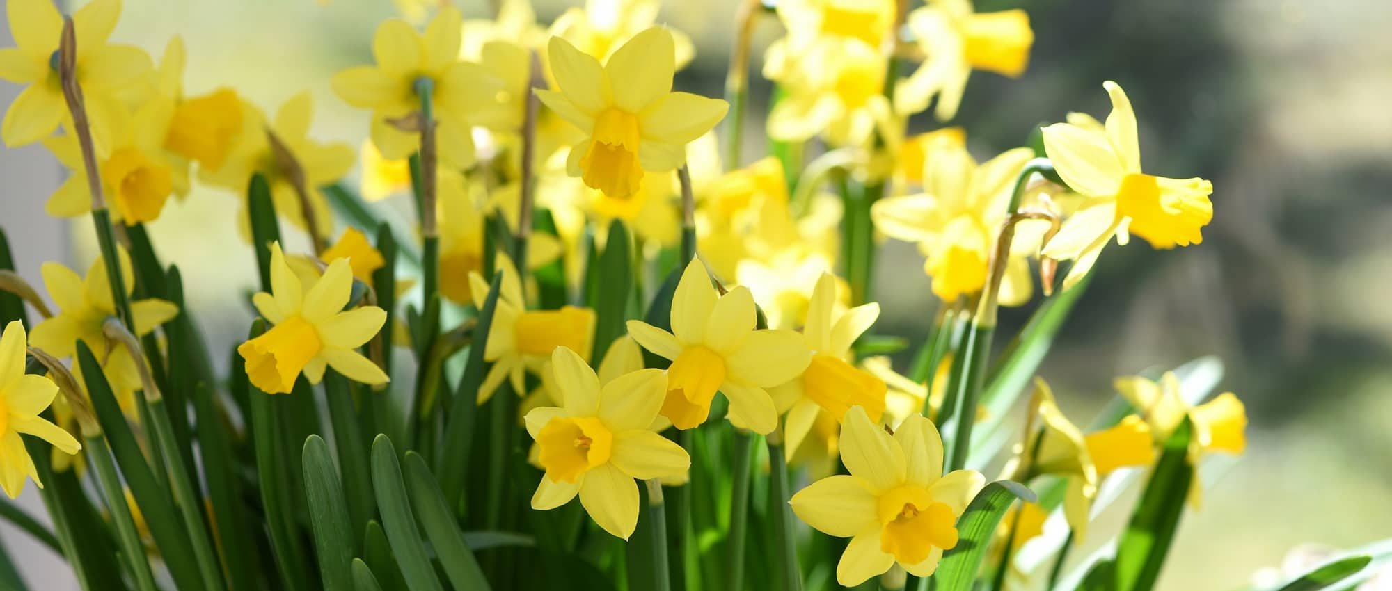 Daffodils or jonquils: planting, growing and maintaining