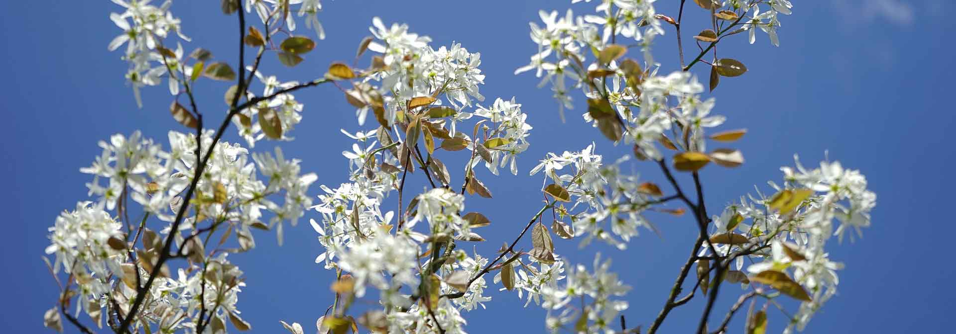Serviceberry: Planting, Pruning, Growing