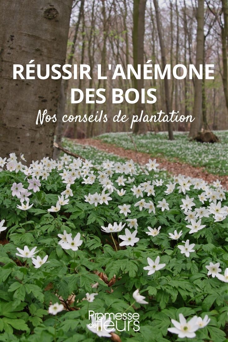 Wood Anemone or Anemone Sylvie: How to Successfully Plant Young Plants Wood Anemone or Anemone Sylvie: How to Successfully Plant Young Plants