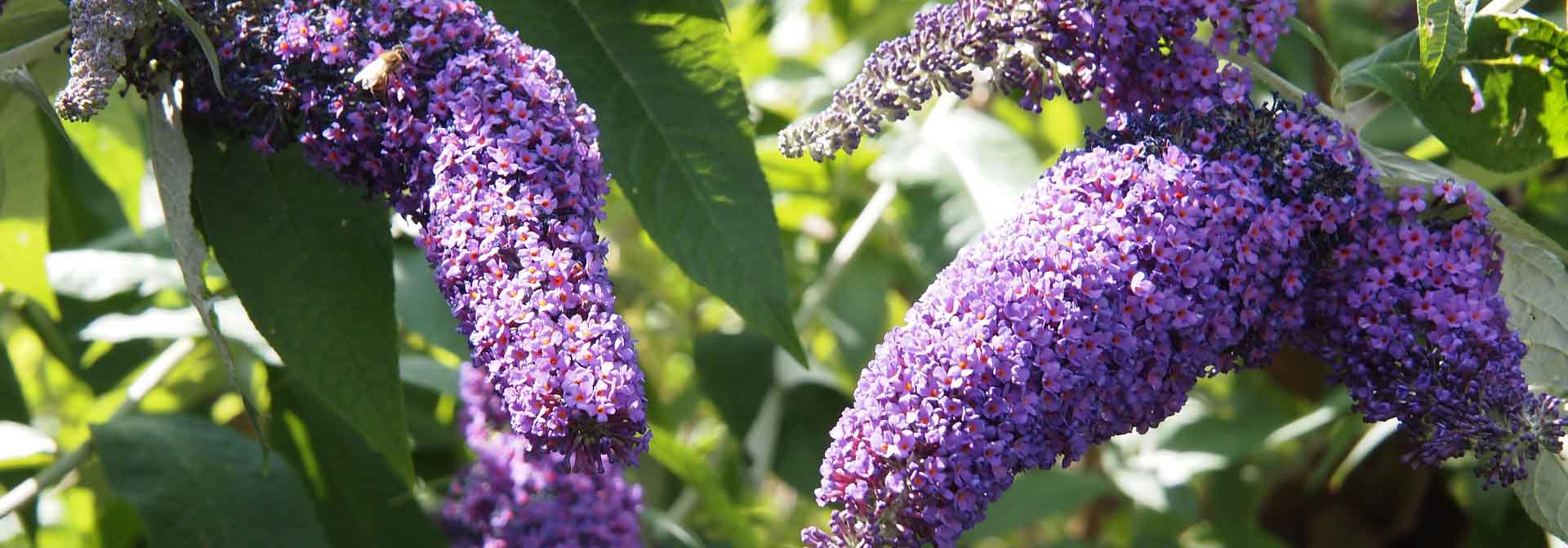 Complete guide to growing butterfly bush