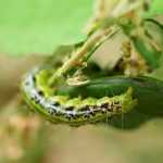How to Identify and Treat Box Tree Moth: A Complete Guide
