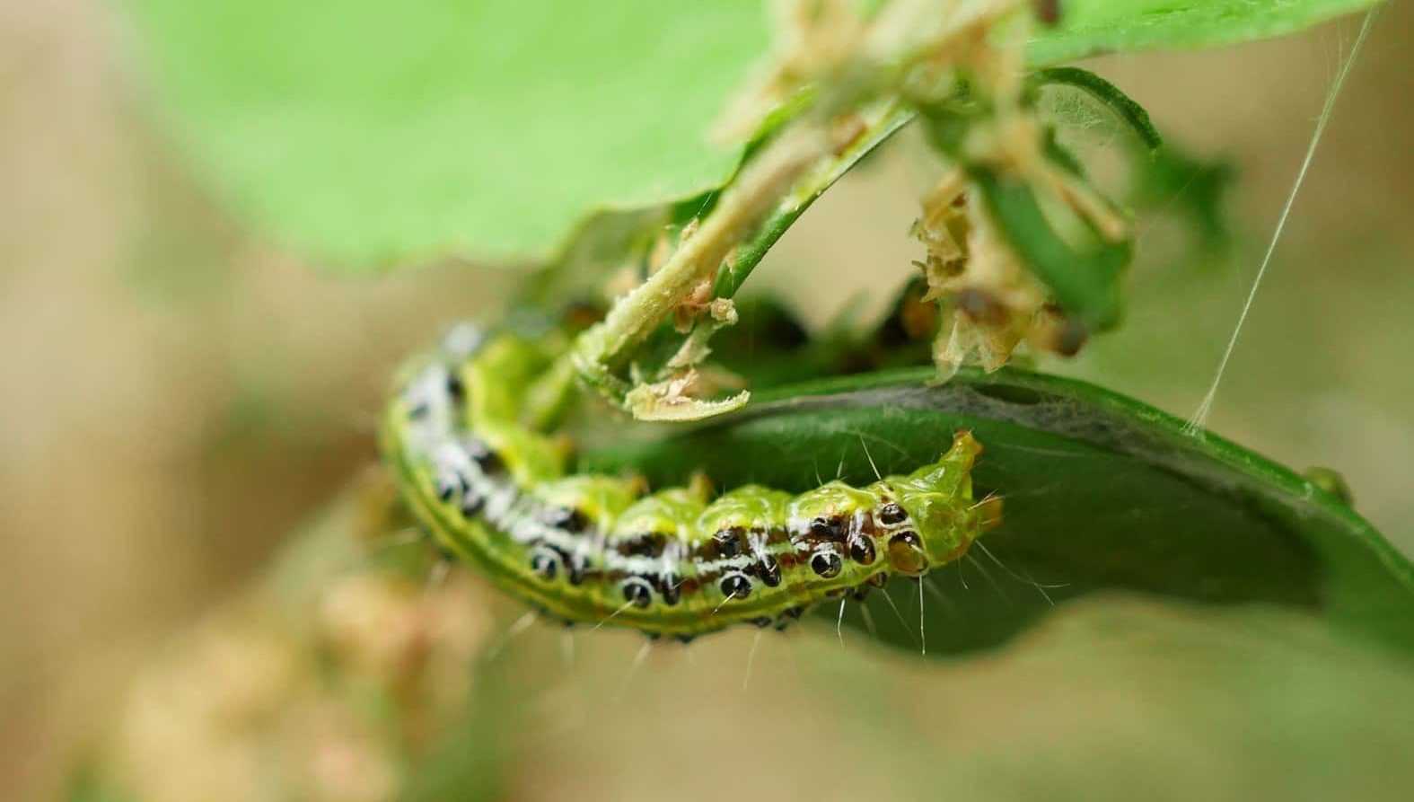 How to Identify and Treat Box Tree Moth: A Complete Guide