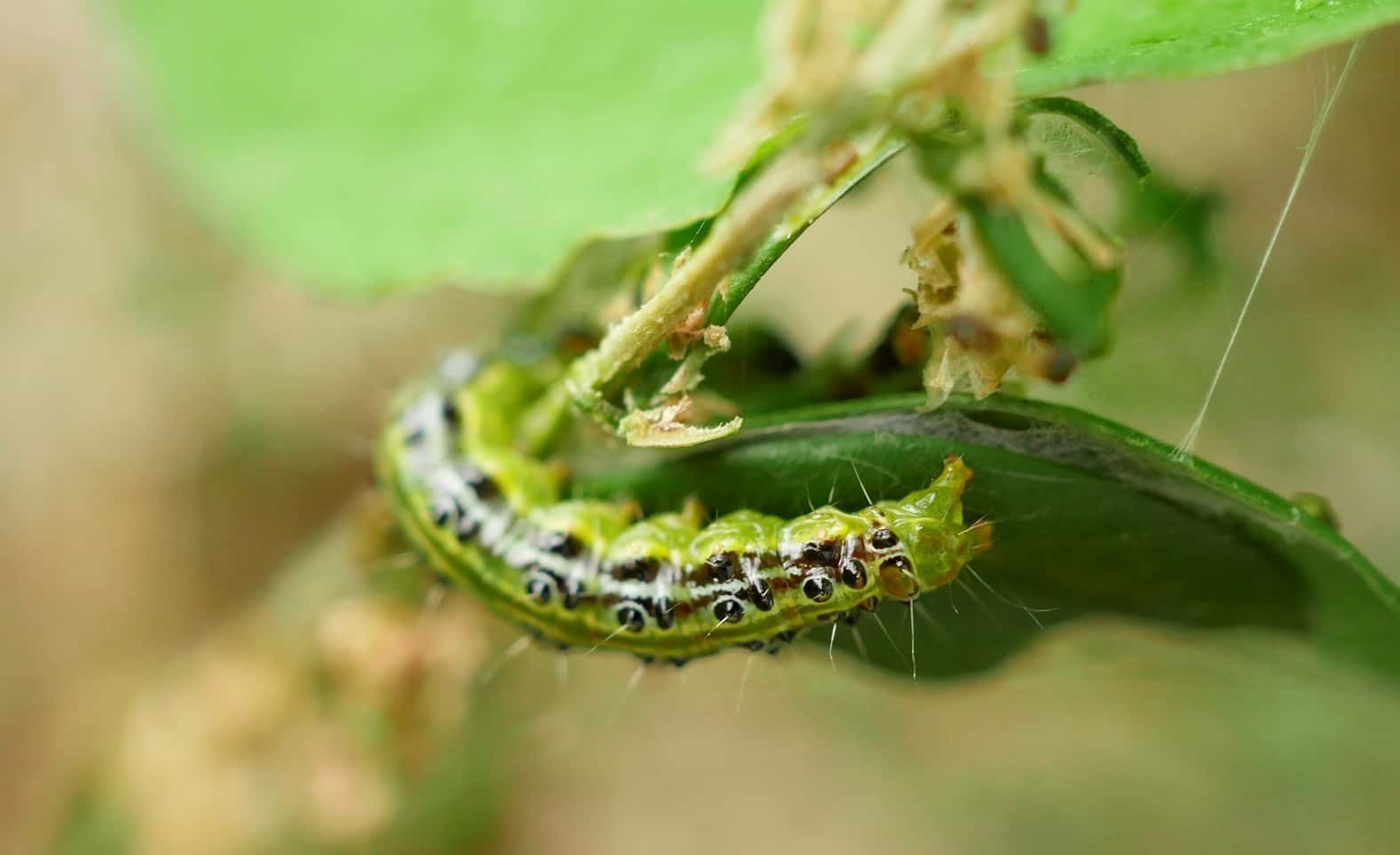 How to Identify and Treat Box Tree Moth: A Complete Guide