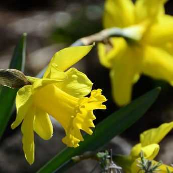 Narcissus or daffodil: planting and care