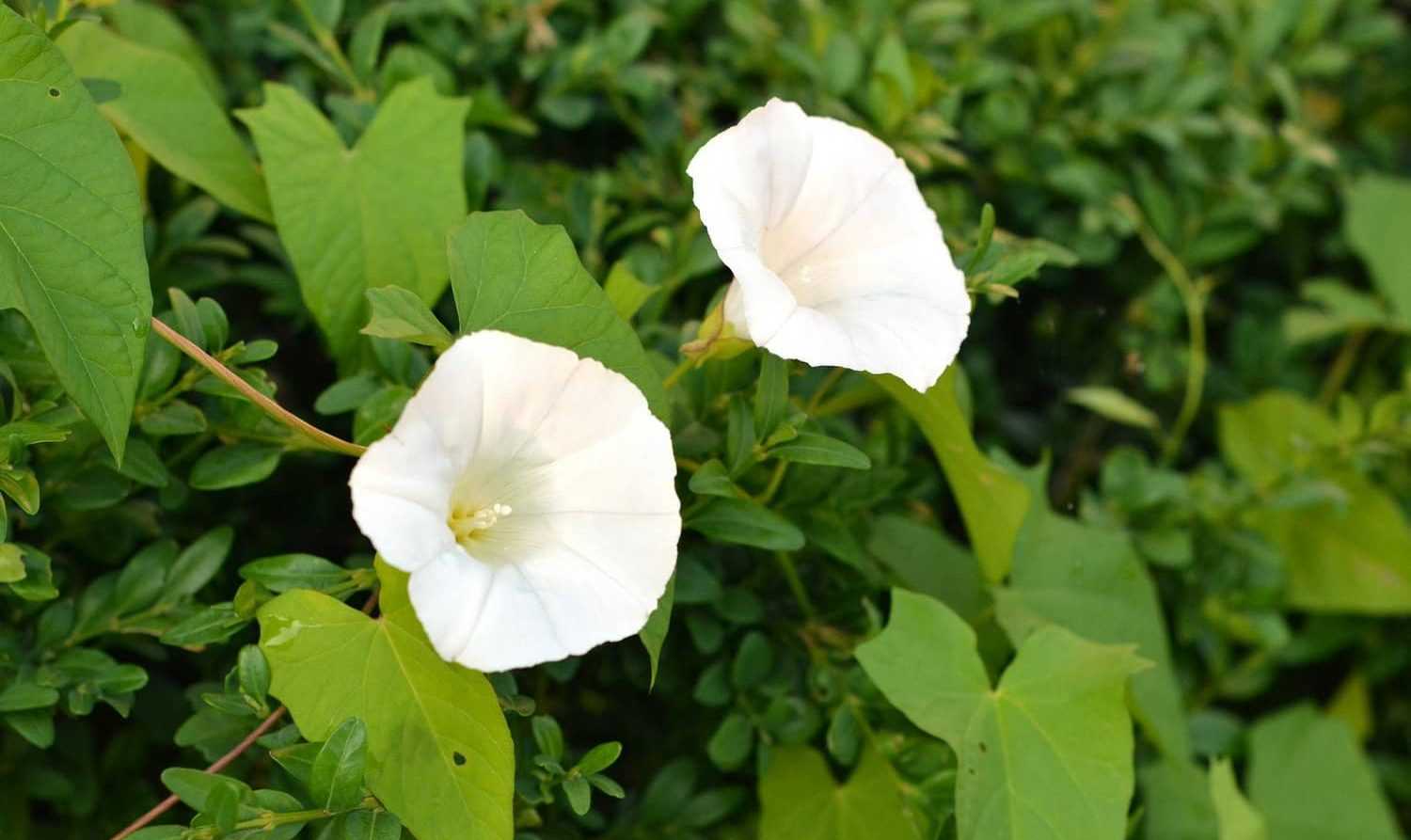 Bindweed: how to get rid of it?