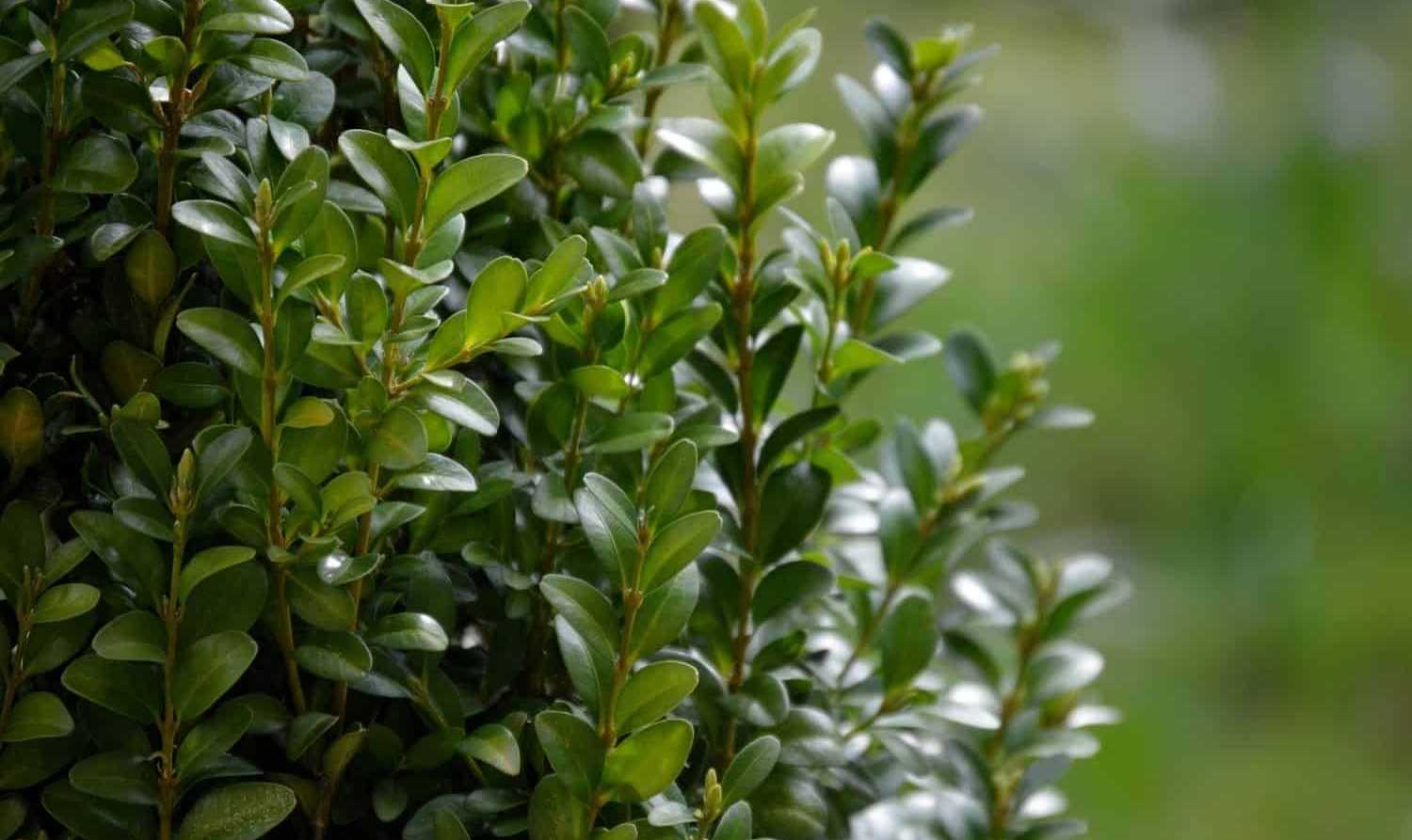 Which bushes to replace boxwood?