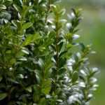Which bushes to replace boxwood?