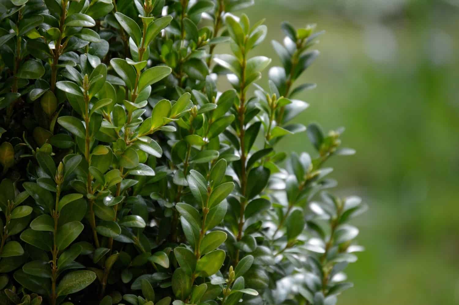 Which bushes to replace boxwood?