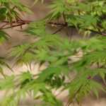 Acer palmatum: pruning