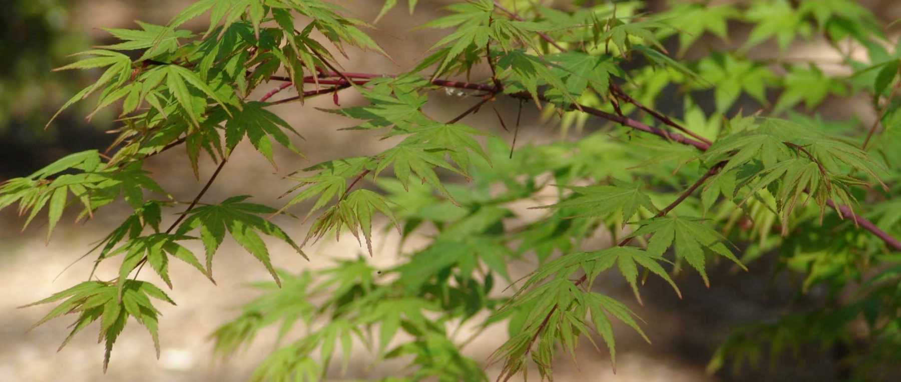 Acer palmatum: pruning