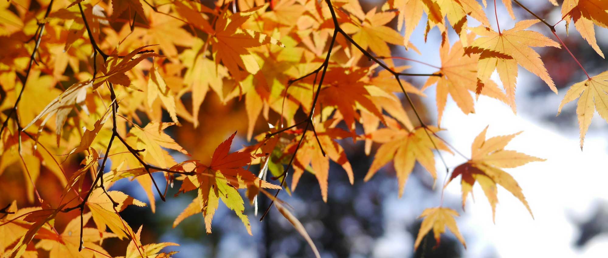 Japanese maple: planting, pruning and maintaining