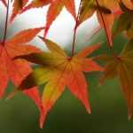 Complete guide to successfully planting and maintaining Japanese maple