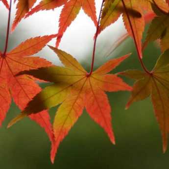 Complete guide to successfully planting and maintaining Japanese maple