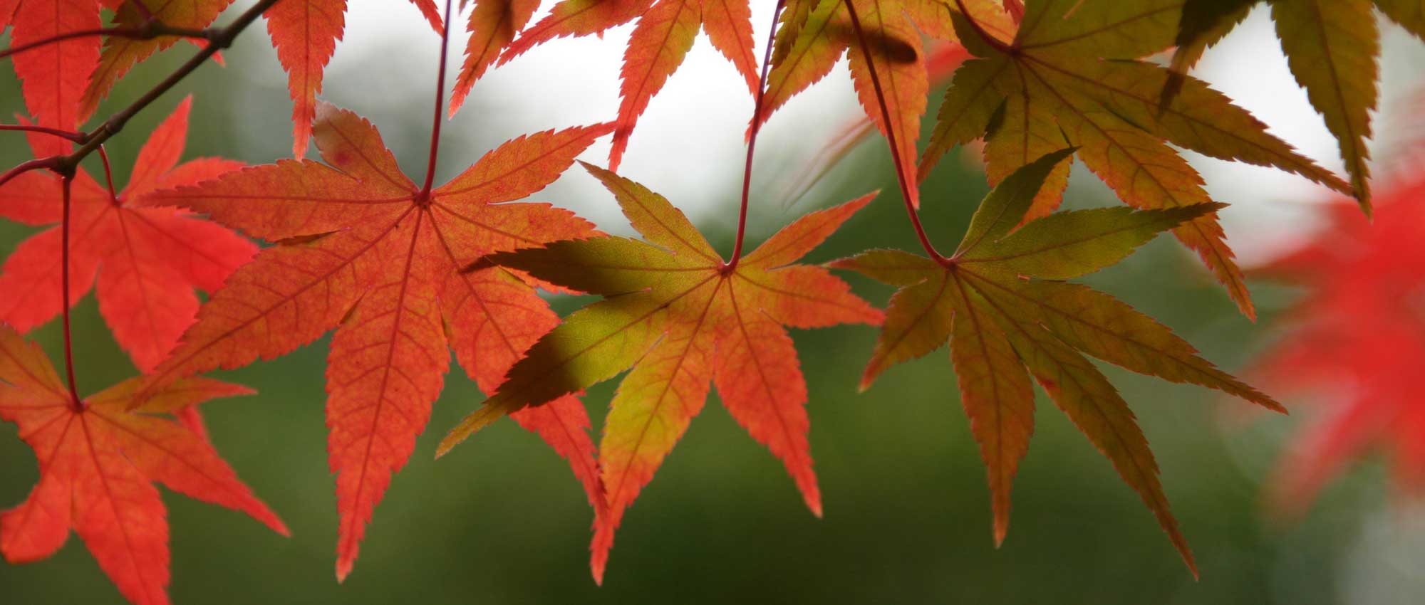 Complete guide to successfully planting and maintaining Japanese maple