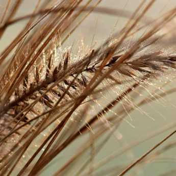 Grasses: which variety to choose?