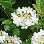 Viburnum, Viorne: which variety to choose?