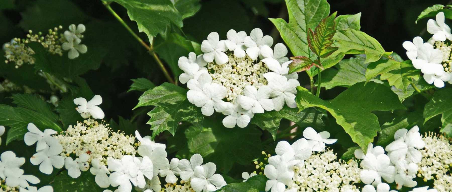 Viburnum, Viorne: which variety to choose?
